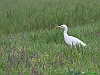 Uccelli ciconiiformi 41 - Airone guardabuoi.jpg
